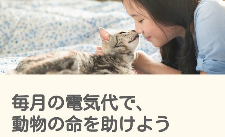 どうぶつでんき